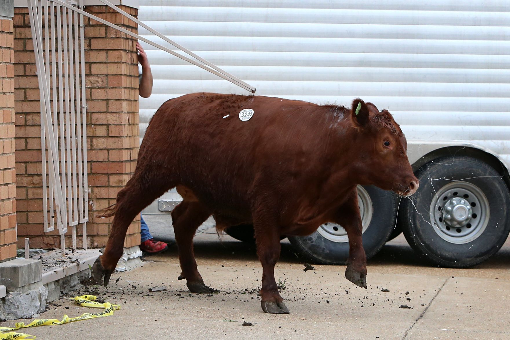 Steer breaks for freedom